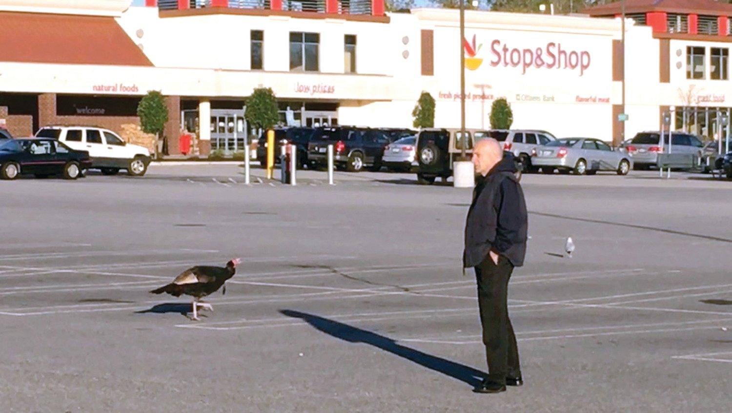 STRUTTING HIS STUFF: The town turkey made a clean getaway right in front of Mayor Joseph Polisena several years ago. Turkeys were just the beginning.